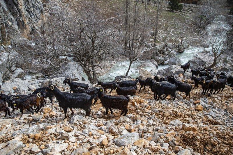 Kayserili besicilerin, sürüleriyle Aladağ yaylalarına zorlu yolculuğu