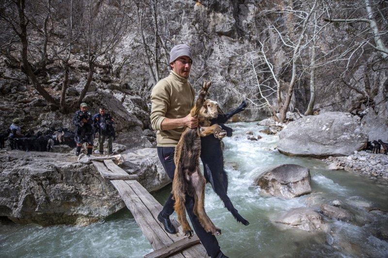 Kayserili besicilerin, sürüleriyle Aladağ yaylalarına zorlu yolculuğu