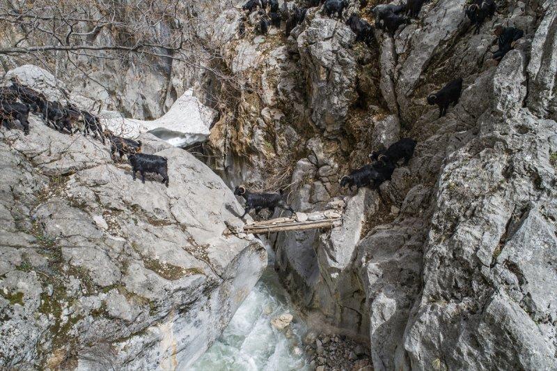 Kayserili besicilerin, sürüleriyle Aladağ yaylalarına zorlu yolculuğu