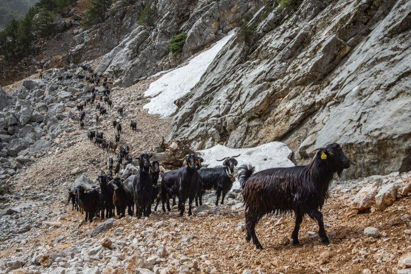 Kayserili besicilerin, sürüleriyle Aladağ yaylalarına zorlu yolculuğu