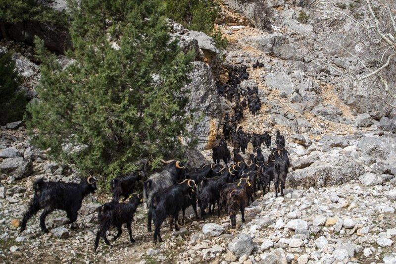 Kayserili besicilerin, sürüleriyle Aladağ yaylalarına zorlu yolculuğu