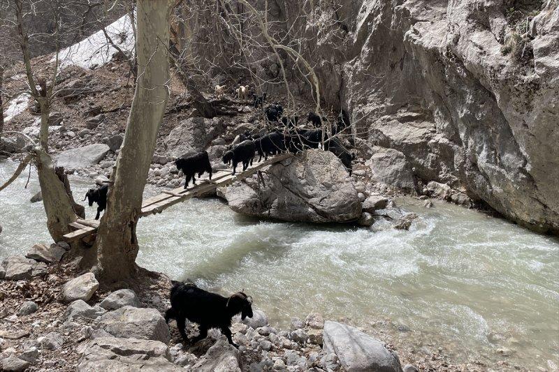 Kayserili besicilerin, sürüleriyle Aladağ yaylalarına zorlu yolculuğu