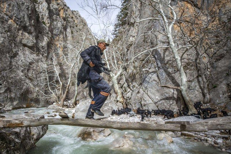 Kayserili besicilerin, sürüleriyle Aladağ yaylalarına zorlu yolculuğu