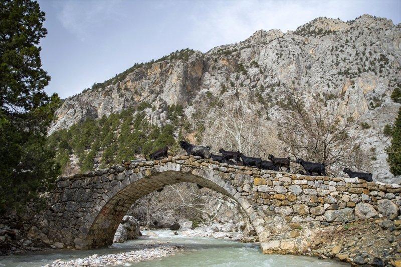 Kayserili besicilerin, sürüleriyle Aladağ yaylalarına zorlu yolculuğu