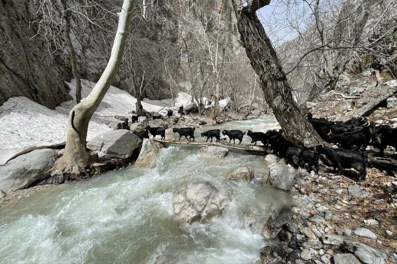 Kayserili besicilerin, sürüleriyle Aladağ yaylalarına zorlu yolculuğu
