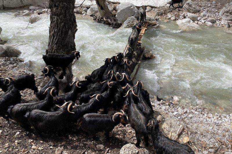 Kayserili besicilerin, sürüleriyle Aladağ yaylalarına zorlu yolculuğu