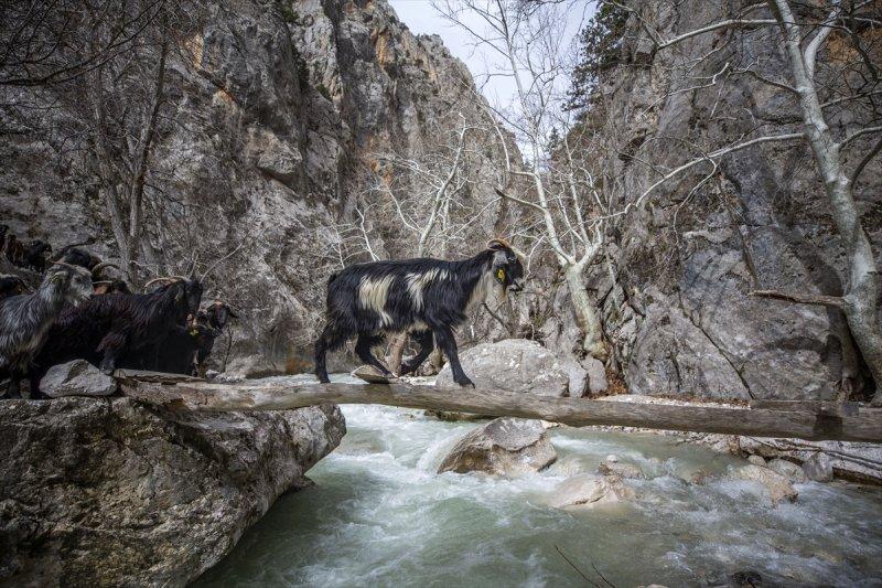 Kayserili besicilerin, sürüleriyle Aladağ yaylalarına zorlu yolculuğu