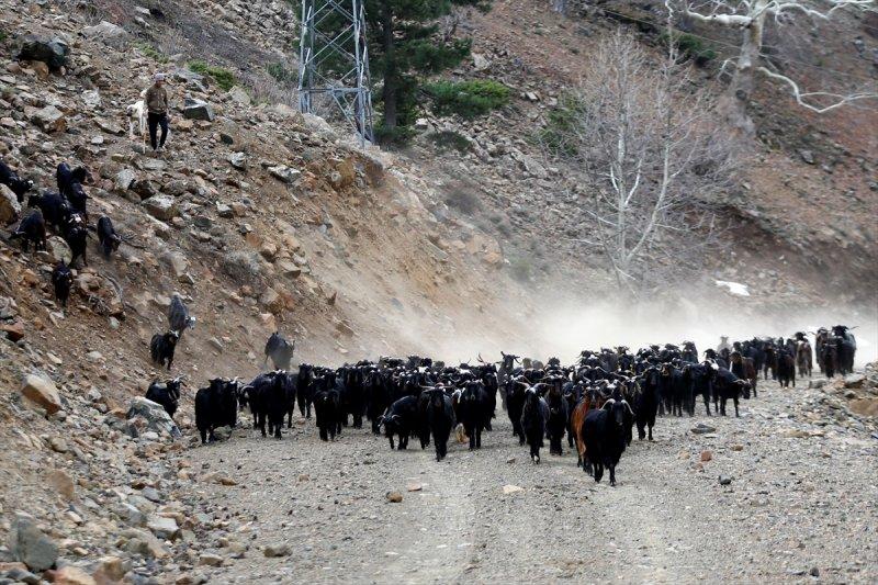Kayserili besicilerin, sürüleriyle Aladağ yaylalarına zorlu yolculuğu