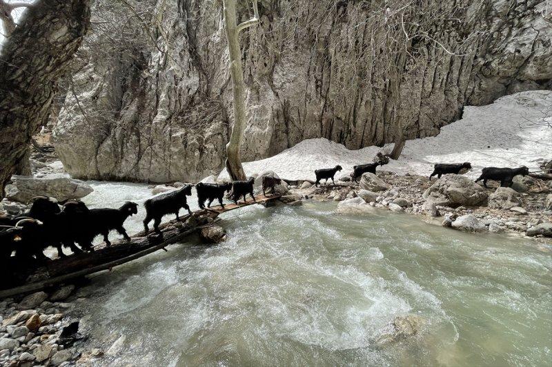 Kayserili besicilerin, sürüleriyle Aladağ yaylalarına zorlu yolculuğu