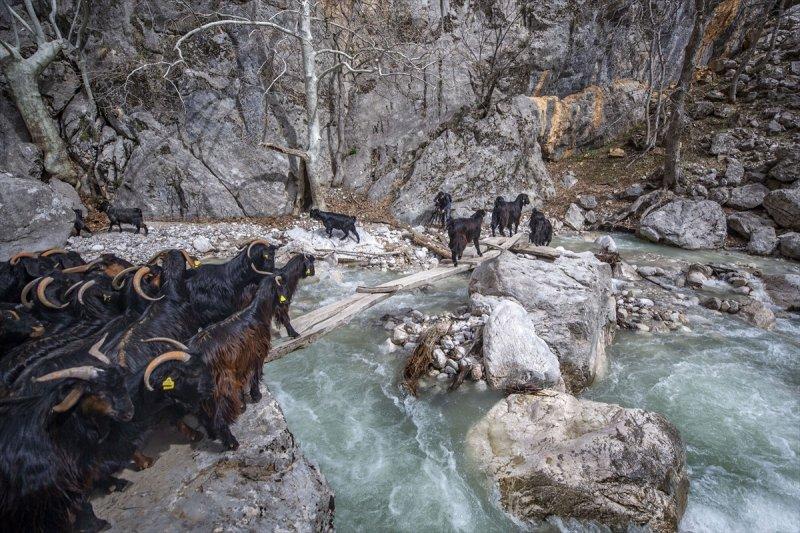 Kayserili besicilerin, sürüleriyle Aladağ yaylalarına zorlu yolculuğu