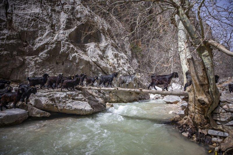 Kayserili besicilerin, sürüleriyle Aladağ yaylalarına zorlu yolculuğu