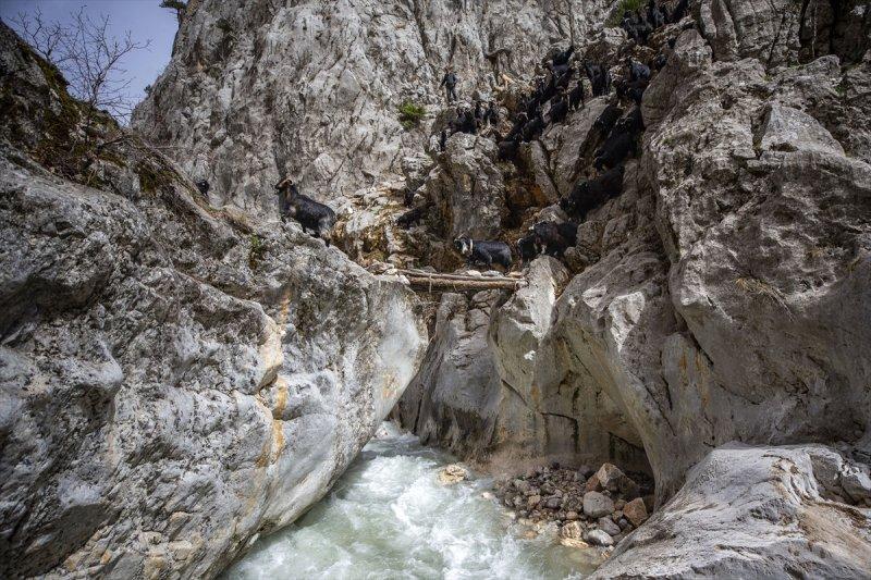 Kayserili besicilerin, sürüleriyle Aladağ yaylalarına zorlu yolculuğu