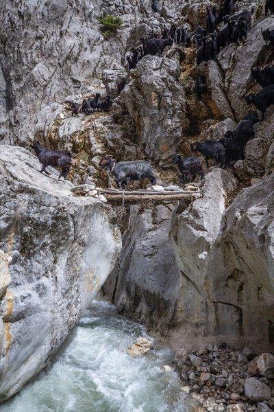 Kayserili besicilerin, sürüleriyle Aladağ yaylalarına zorlu yolculuğu
