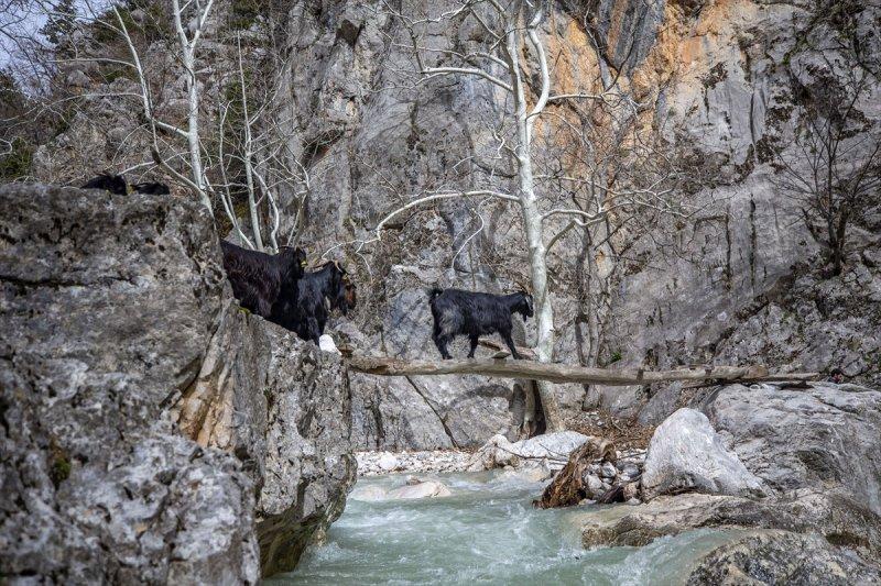 Kayserili besicilerin, sürüleriyle Aladağ yaylalarına zorlu yolculuğu