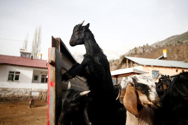 Kayserili besicilerin, sürüleriyle Aladağ yaylalarına zorlu yolculuğu
