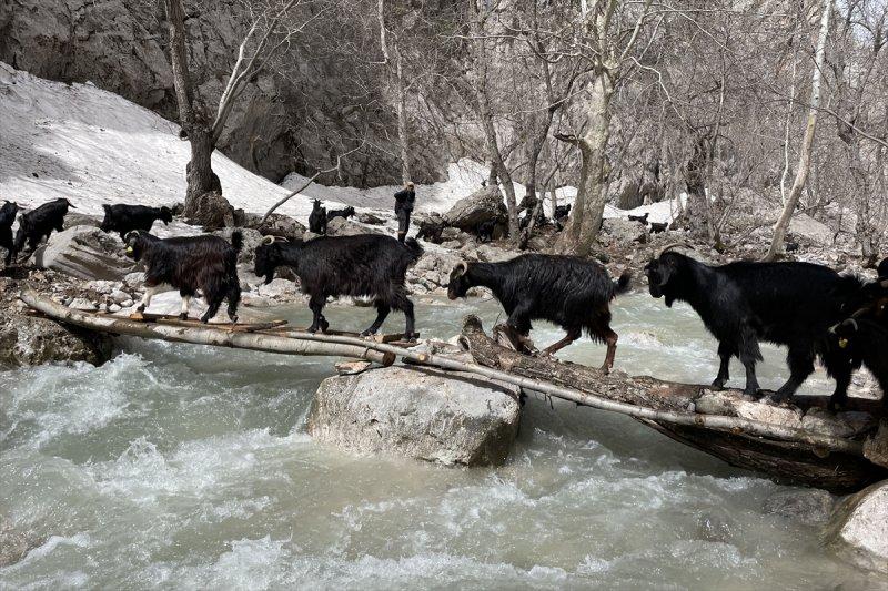 Kayserili besicilerin, sürüleriyle Aladağ yaylalarına zorlu yolculuğu