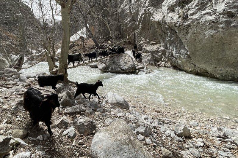 Kayserili besicilerin, sürüleriyle Aladağ yaylalarına zorlu yolculuğu