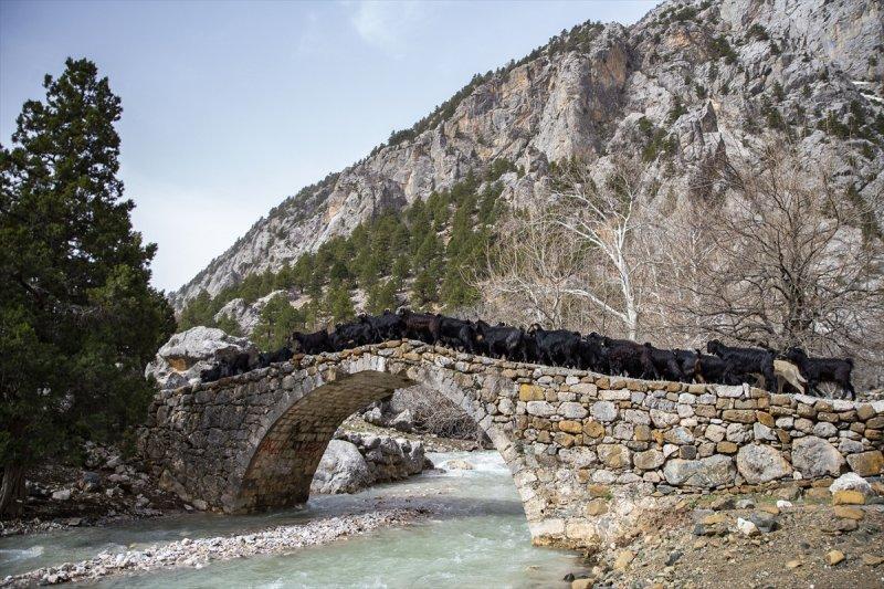 Kayserili besicilerin, sürüleriyle Aladağ yaylalarına zorlu yolculuğu