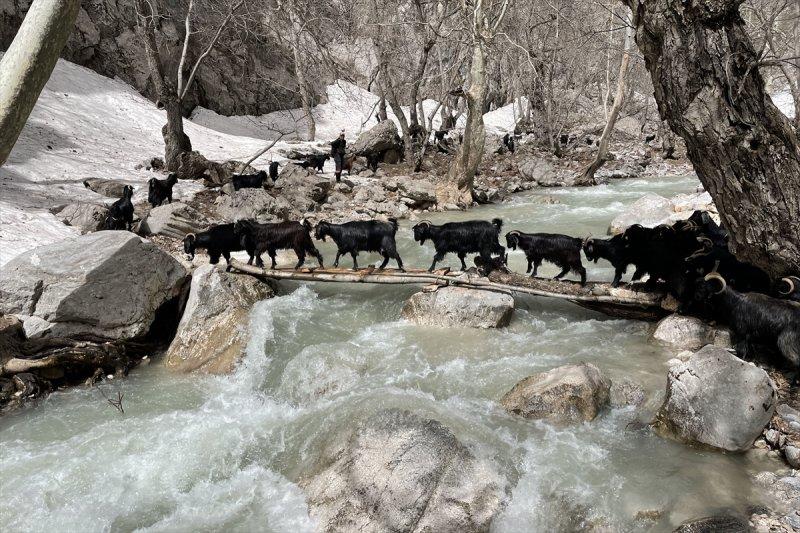 Kayserili besicilerin, sürüleriyle Aladağ yaylalarına zorlu yolculuğu