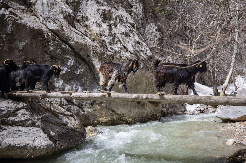 Kayserili besicilerin, sürüleriyle Aladağ yaylalarına zorlu yolculuğu