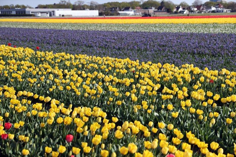 Hollanda'nın lale tarlaları