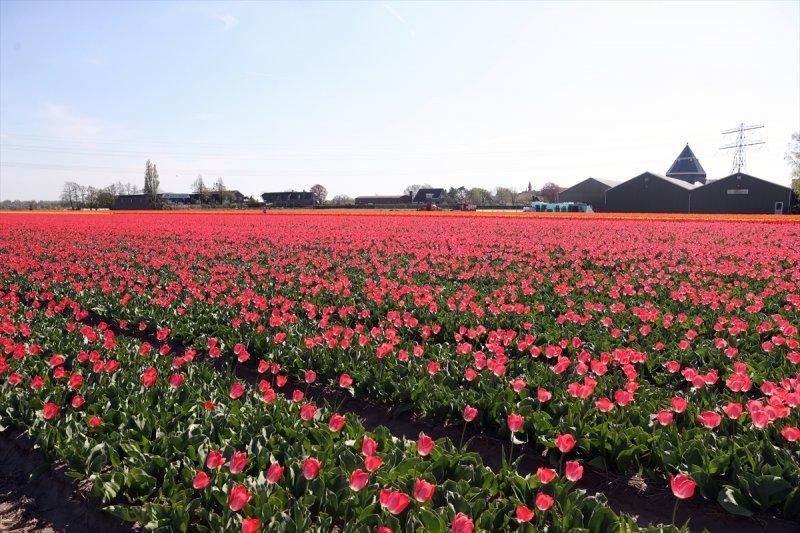 Hollanda'nın lale tarlaları
