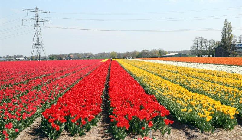 Hollanda'nın lale tarlaları