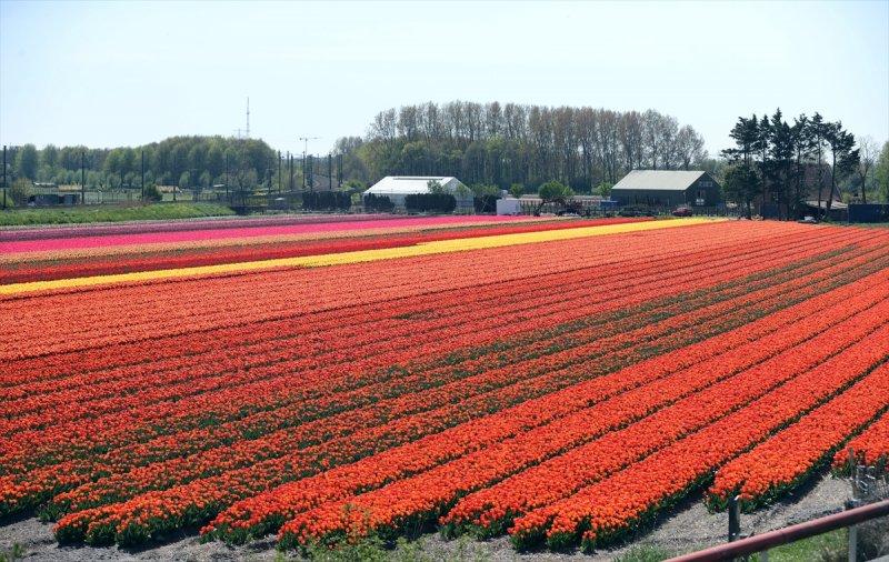Hollanda'nın lale tarlaları