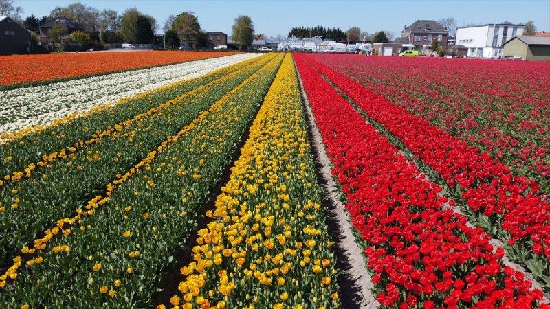 Hollanda'nın lale tarlaları