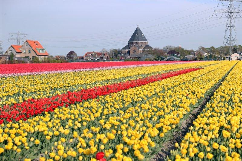 Hollanda'nın lale tarlaları
