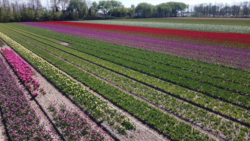 Hollanda'nın lale tarlaları