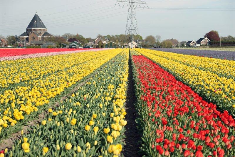 Hollanda'nın lale tarlaları