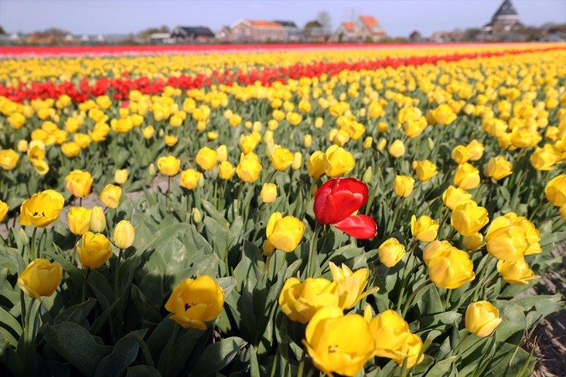 Hollanda'nın lale tarlaları