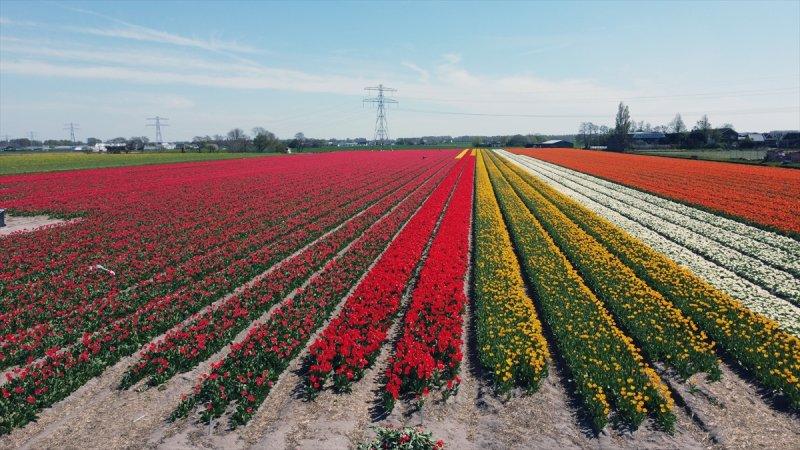 Hollanda'nın lale tarlaları