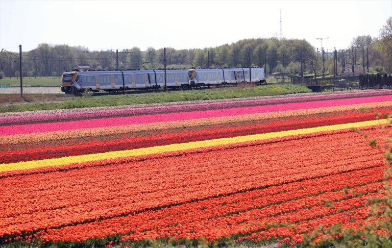 Hollanda'nın lale tarlaları