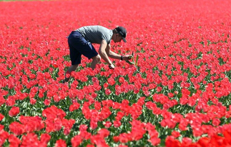 Hollanda'nın lale tarlaları