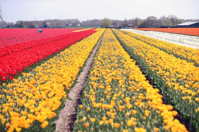 Hollanda'nın lale tarlaları