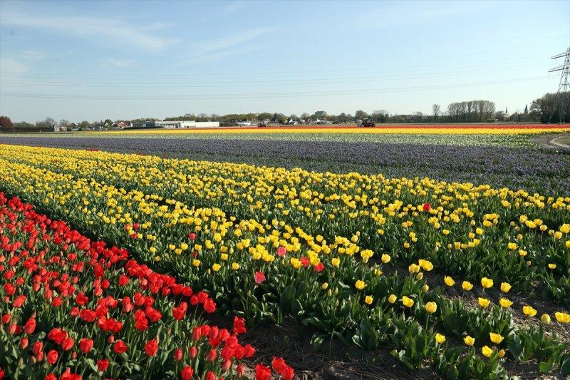 Hollanda'nın lale tarlaları