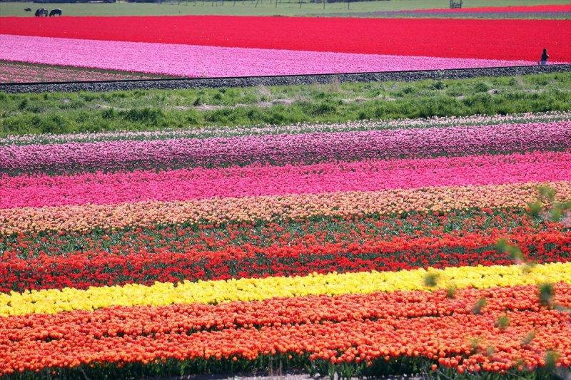 Hollanda'nın lale tarlaları