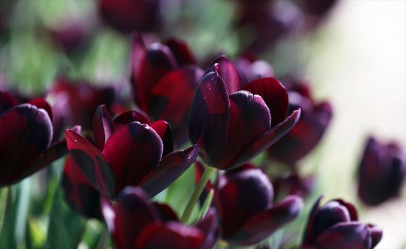 Hollanda'nın lale tarlaları