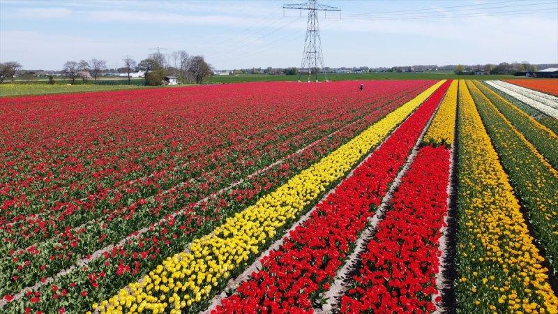 Hollanda'nın lale tarlaları