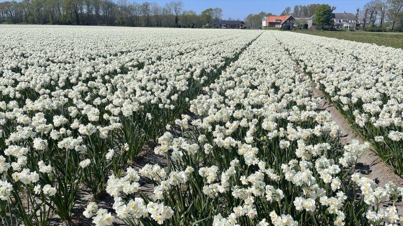 Hollanda'nın lale tarlaları