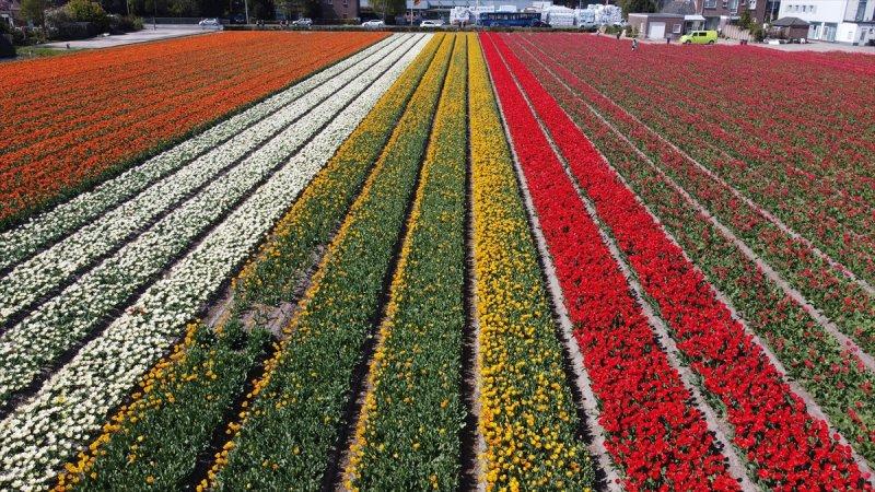 Hollanda'nın lale tarlaları