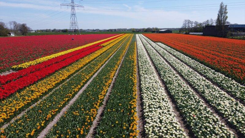 Hollanda'nın lale tarlaları
