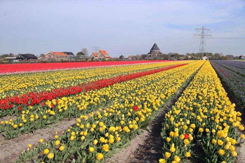 Hollanda'nın lale tarlaları