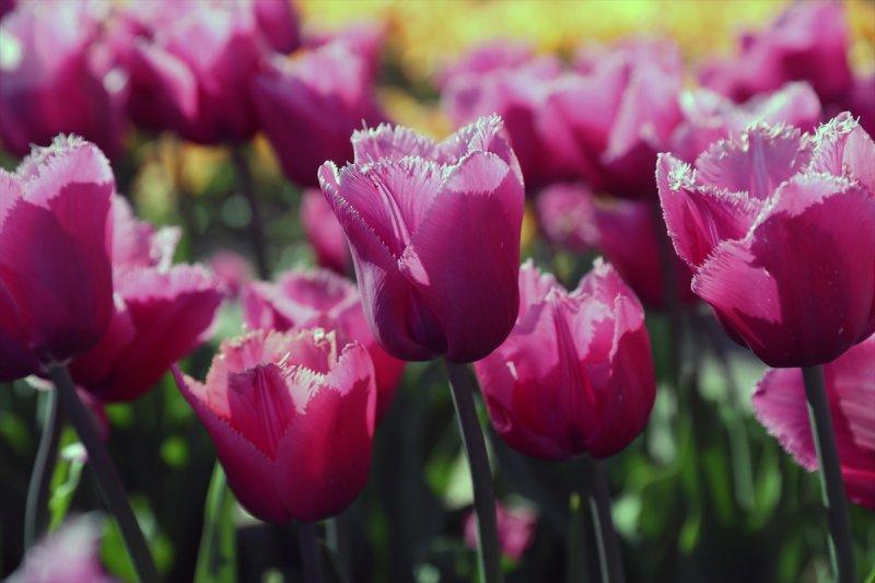 Hollanda'nın lale tarlaları