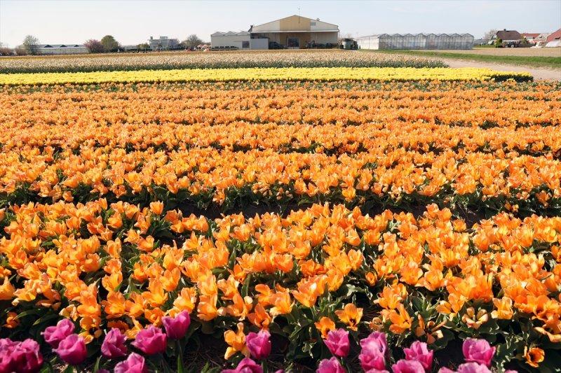 Hollanda'nın lale tarlaları