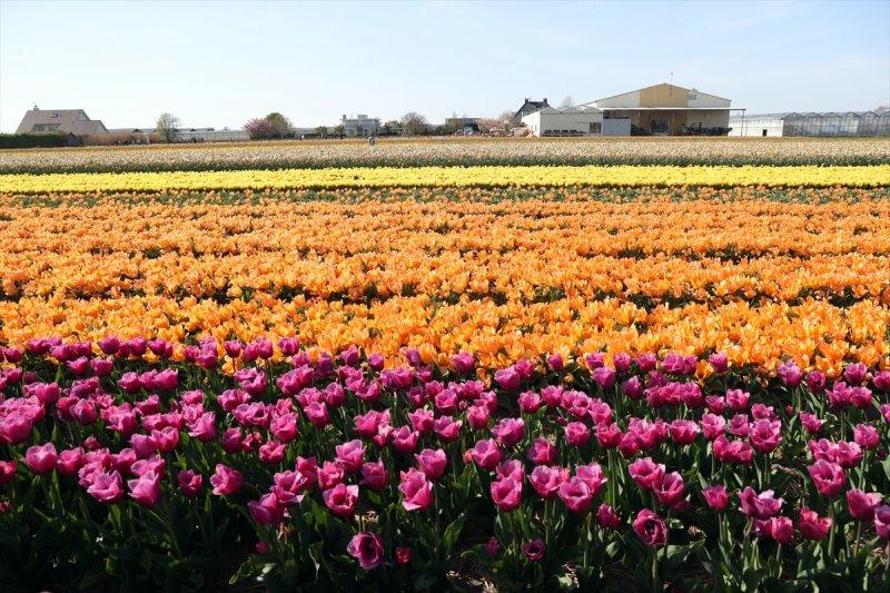 Hollanda'nın lale tarlaları