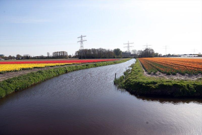 Hollanda'nın lale tarlaları