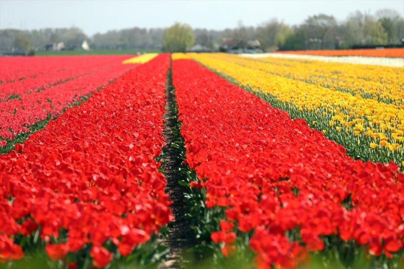 Hollanda'nın lale tarlaları